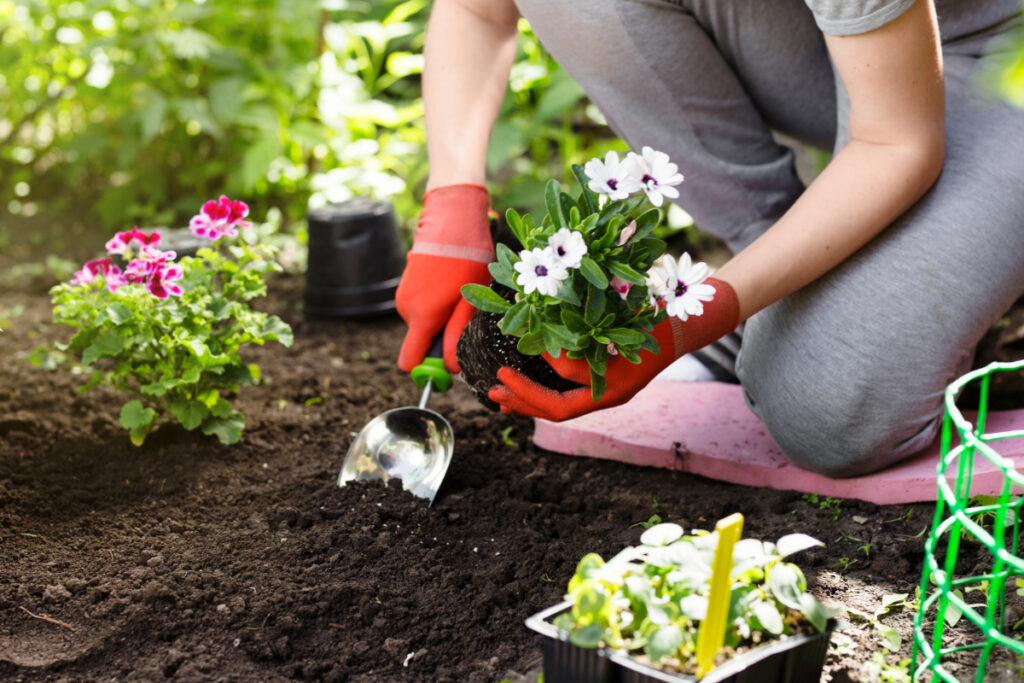 Gardener planting flowers